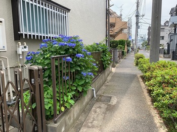01_側道側の紫陽花.jpg